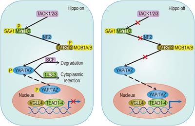 The Hippo Signaling Pathway: The Trader of Tumor Microenvironment